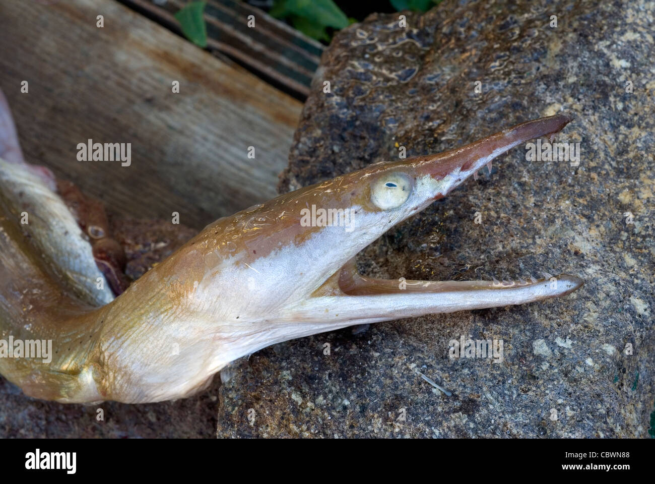 Serpent Eel, Ophisurus serpens,  Ophichthidae, Mediterranean Sea Stock Photo