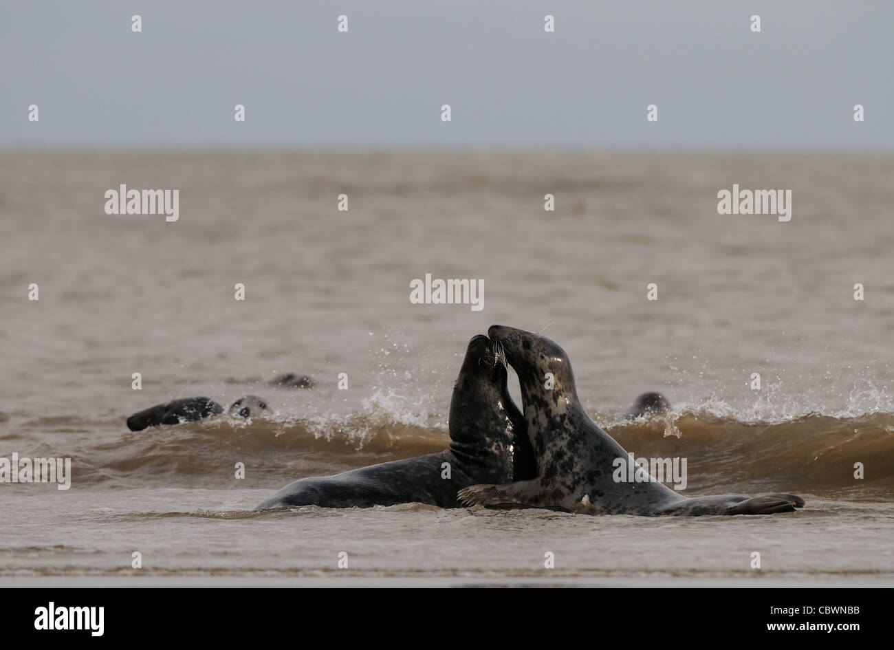 Common seals and gray seals playing around photographed at the beach of Donna Nook, Lincolnshire Coast, England, Great Britain. Stock Photo