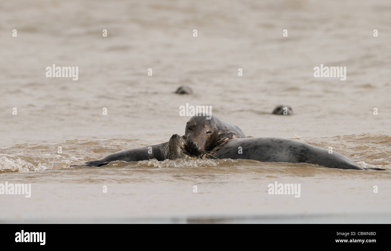 Common seals and gray seals playing around photographed at the beach of Donna Nook, Lincolnshire Coast, England, Great Britain. Stock Photo