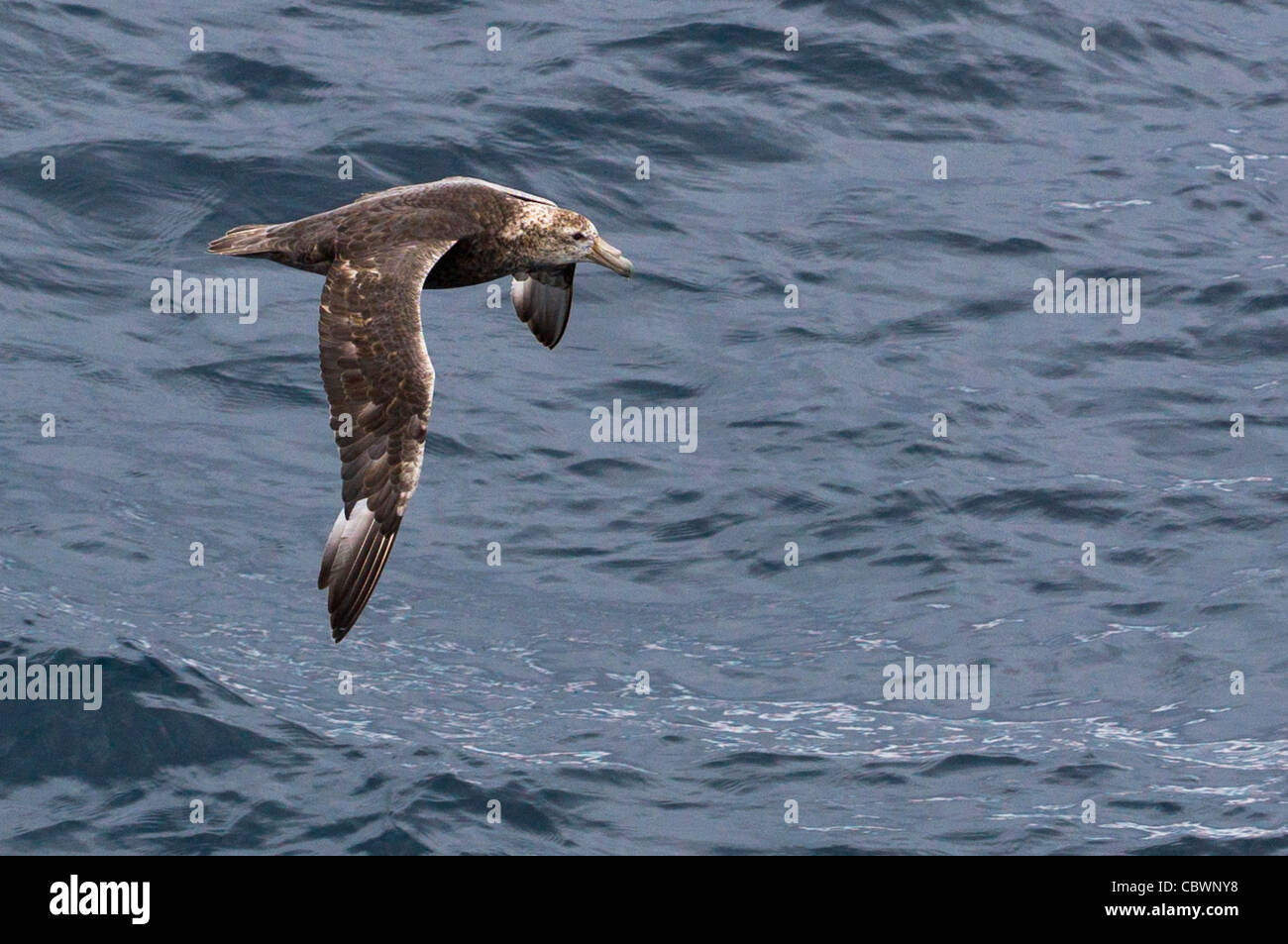 SOUTHERN GIANT PETREL OVER THE DRAKE PASSAGE Stock Photo