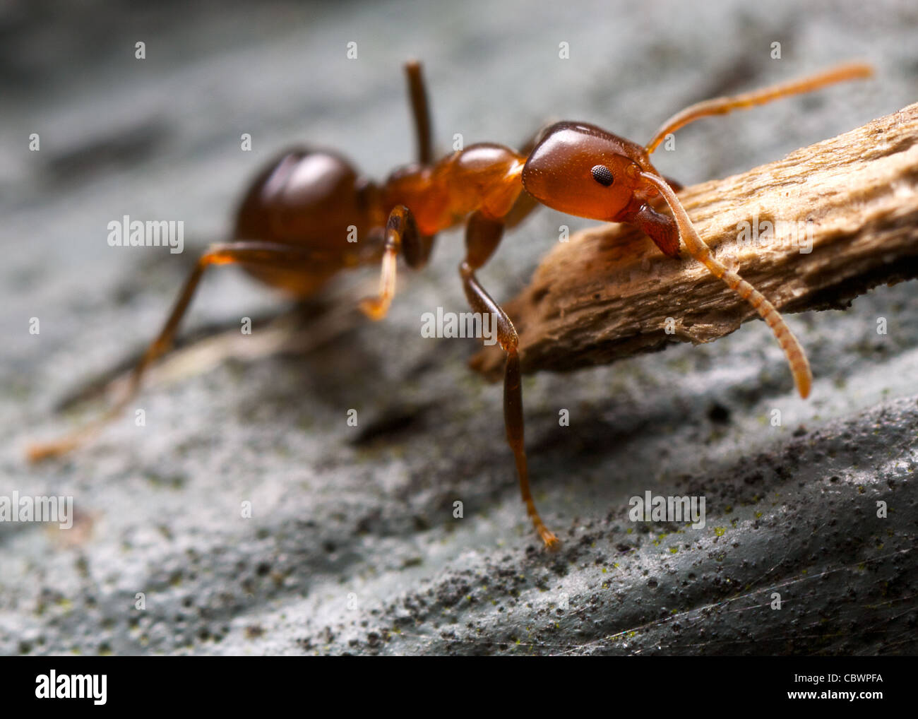 busy ant Stock Photo