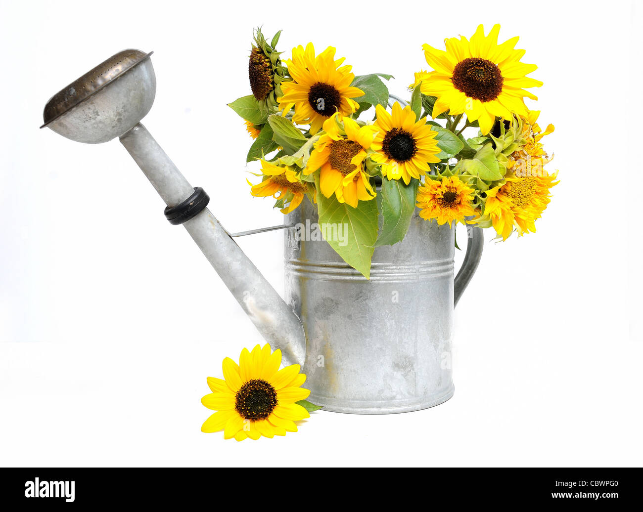 Group of fresh sunflowers in a zinc watering can over white background Stock Photo