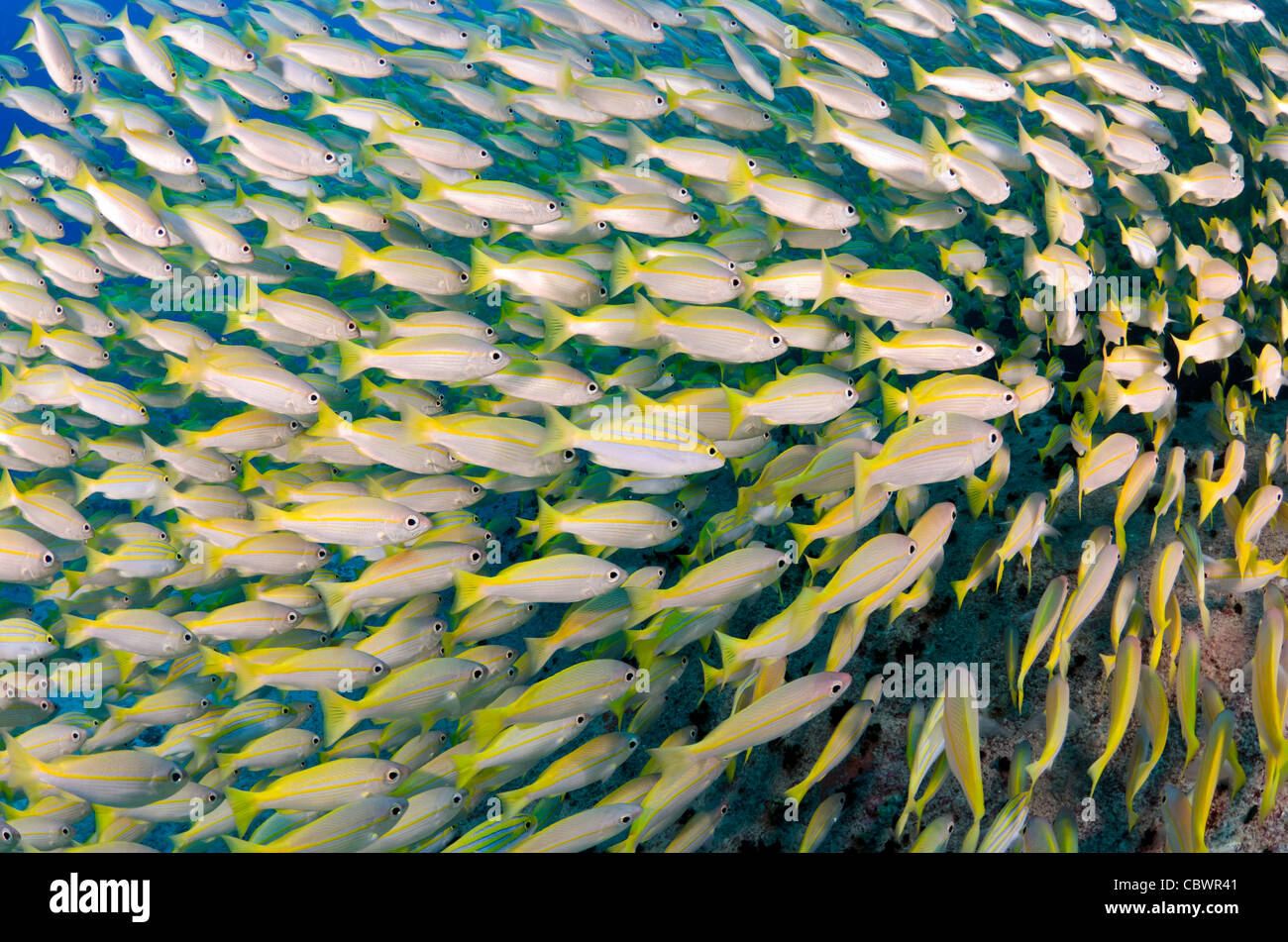 School of blue-striped snapper, Seychelles, Indian Ocean Stock Photo