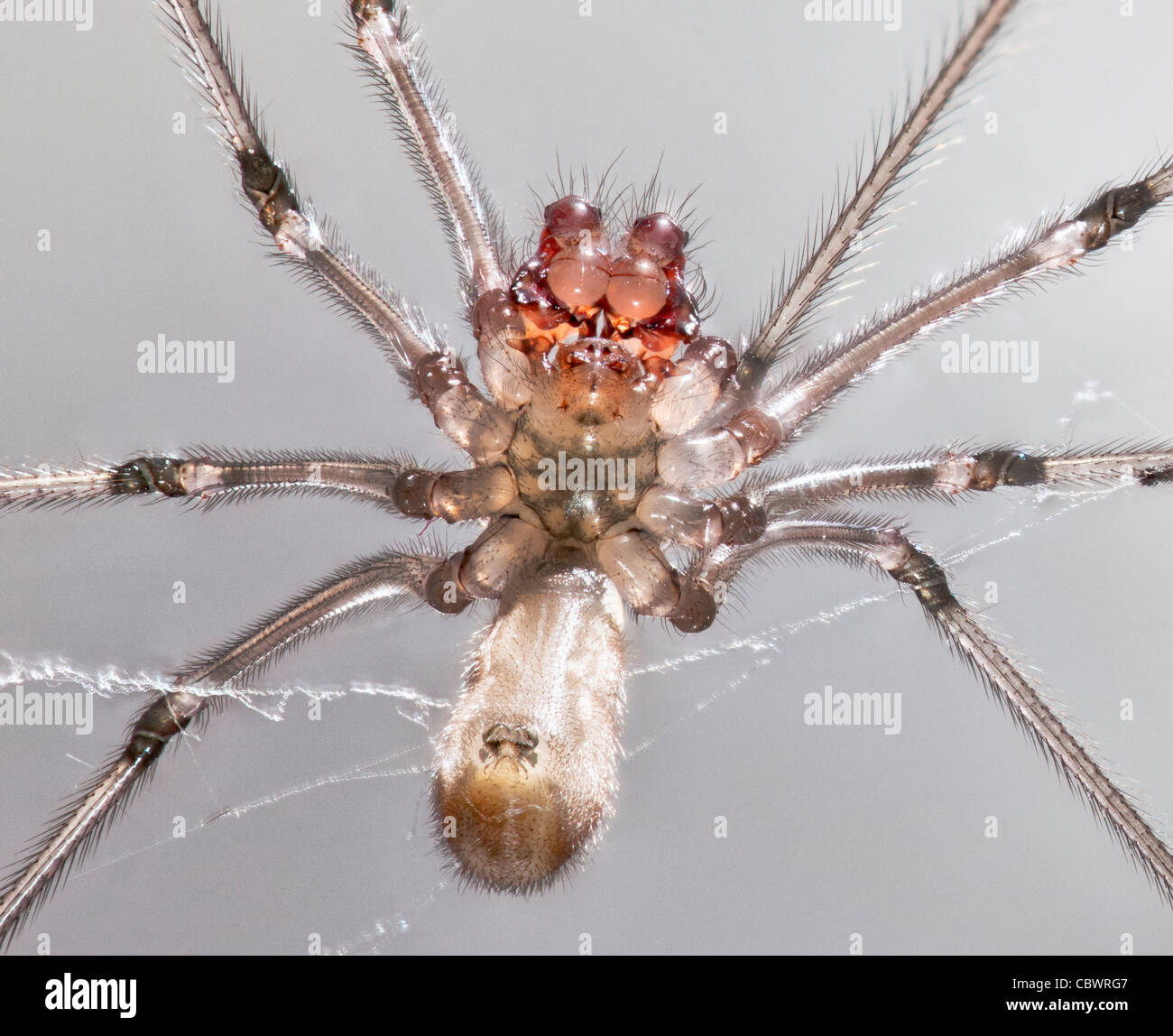 underside of long-bodied cellar spider Pholcus phalangioides close-up Stock Photo
