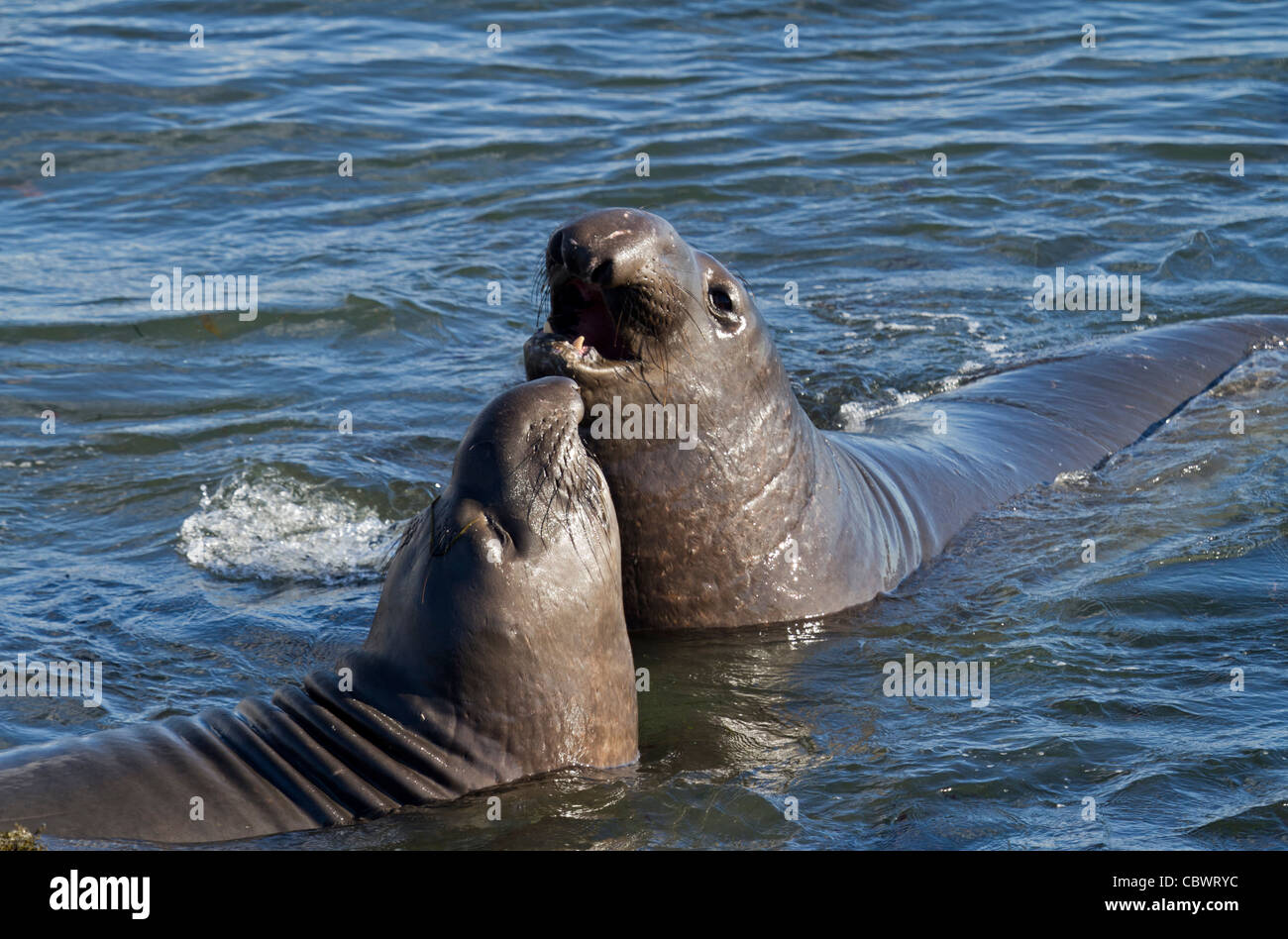 Fighting Elephant seals in the water (Mirounga) Stock Photo