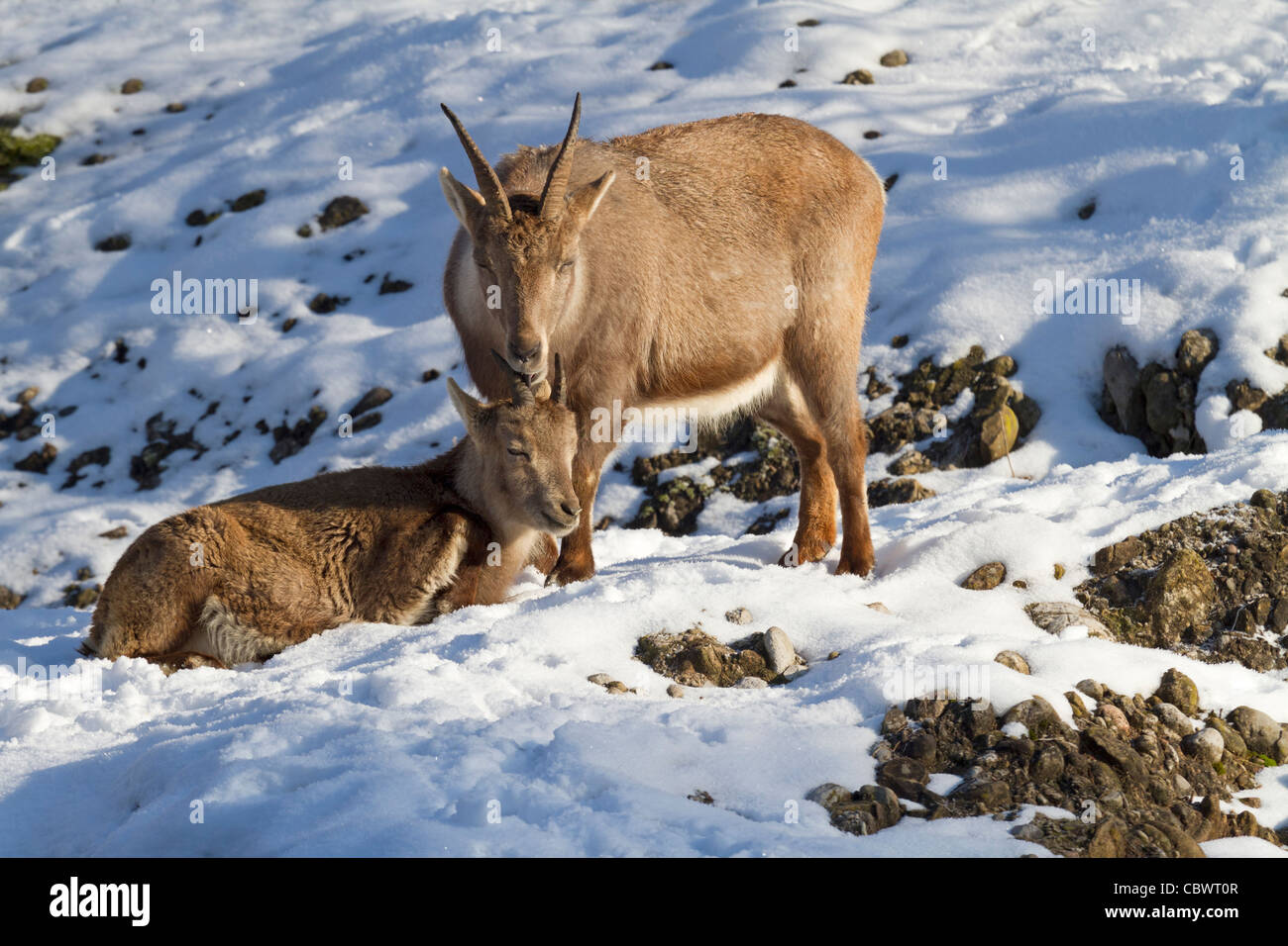 Alpine ibex (Capra ibex) Stock Photo