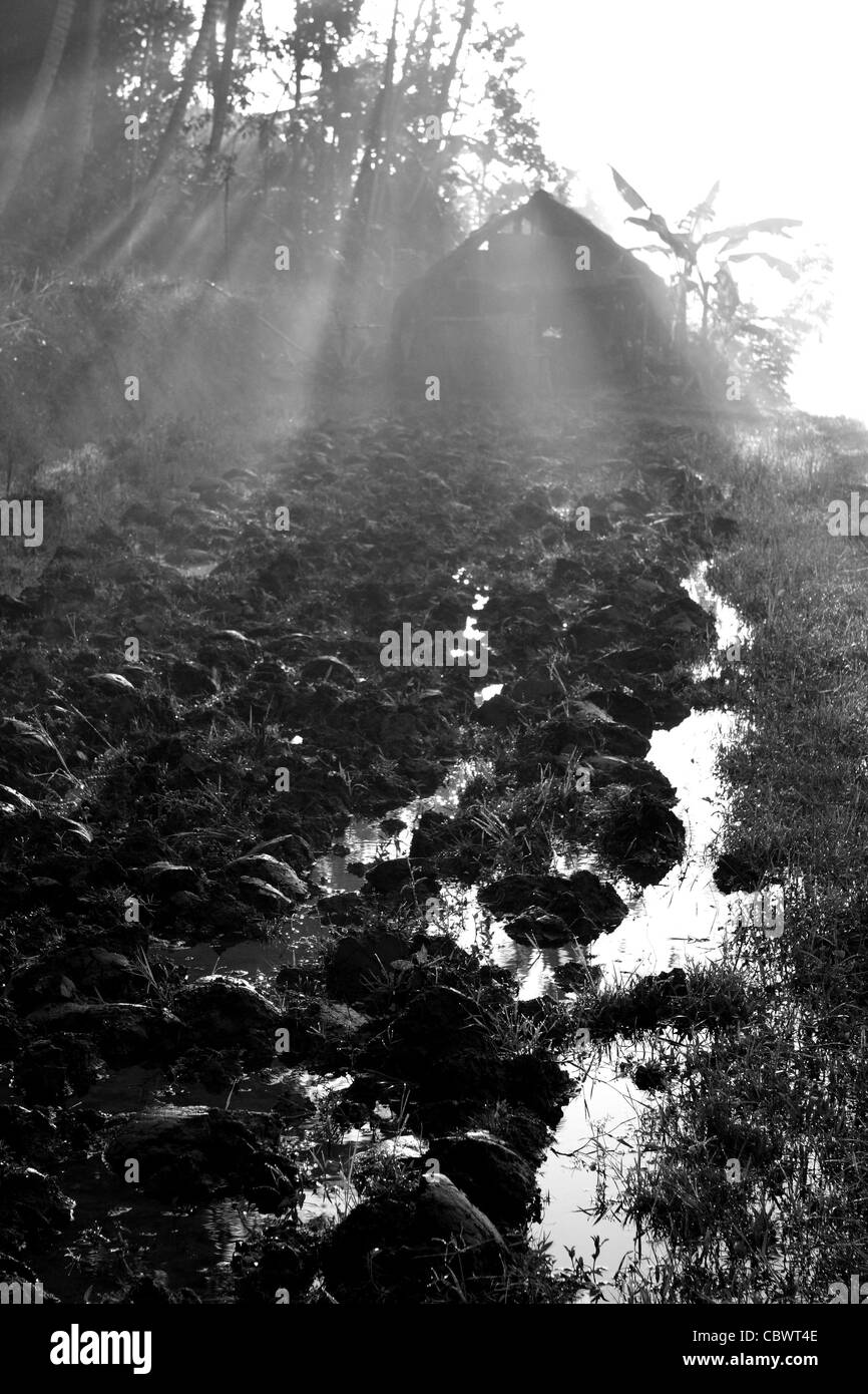 rice paddy fields in morning sunlight Stock Photo