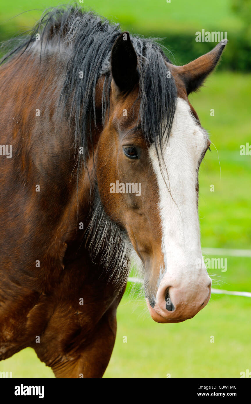 Shire Horse in field in Peak District National Park Derbyshire England Stock Photo