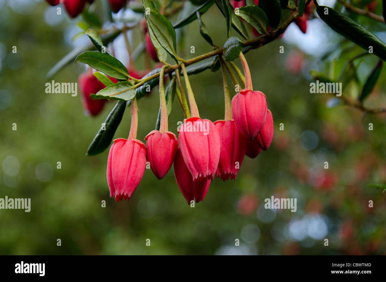 Scotland, Inner Hebrides, Isle of Skye. Armadale Castle Gardens. Red
