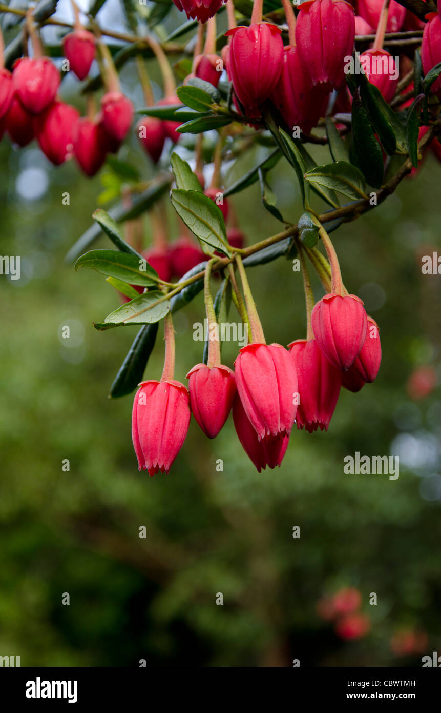 Scotland, Inner Hebrides, Isle of Skye. Armadale Castle Gardens. Red