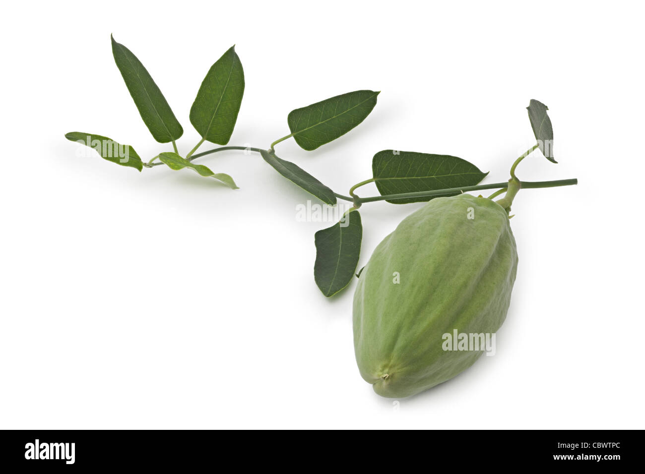 The fruit of a White Bladderflower (Araujia sericifera) photographed on ...