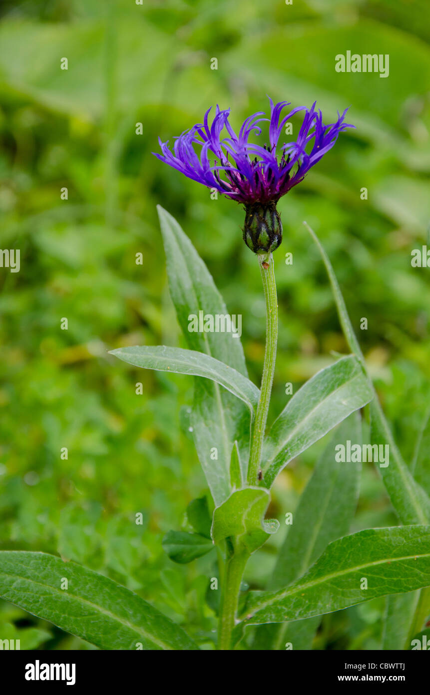 Scotland, Inner Hebrides, Isle of Skye. Armadale Castle Gardens. Purple