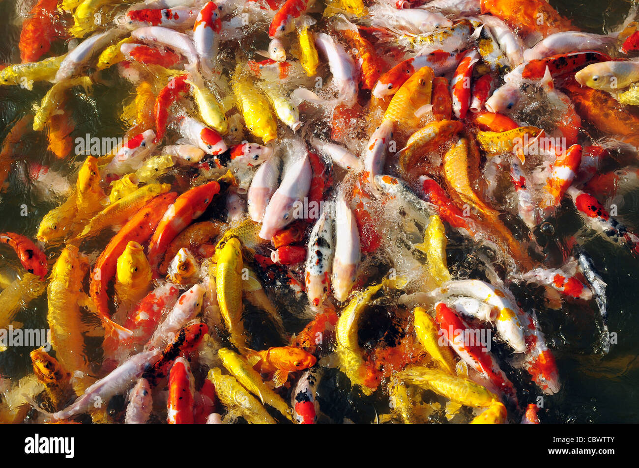 animal koi carp beautiful scale colorful color water fish biology aquarium aquatic domestic