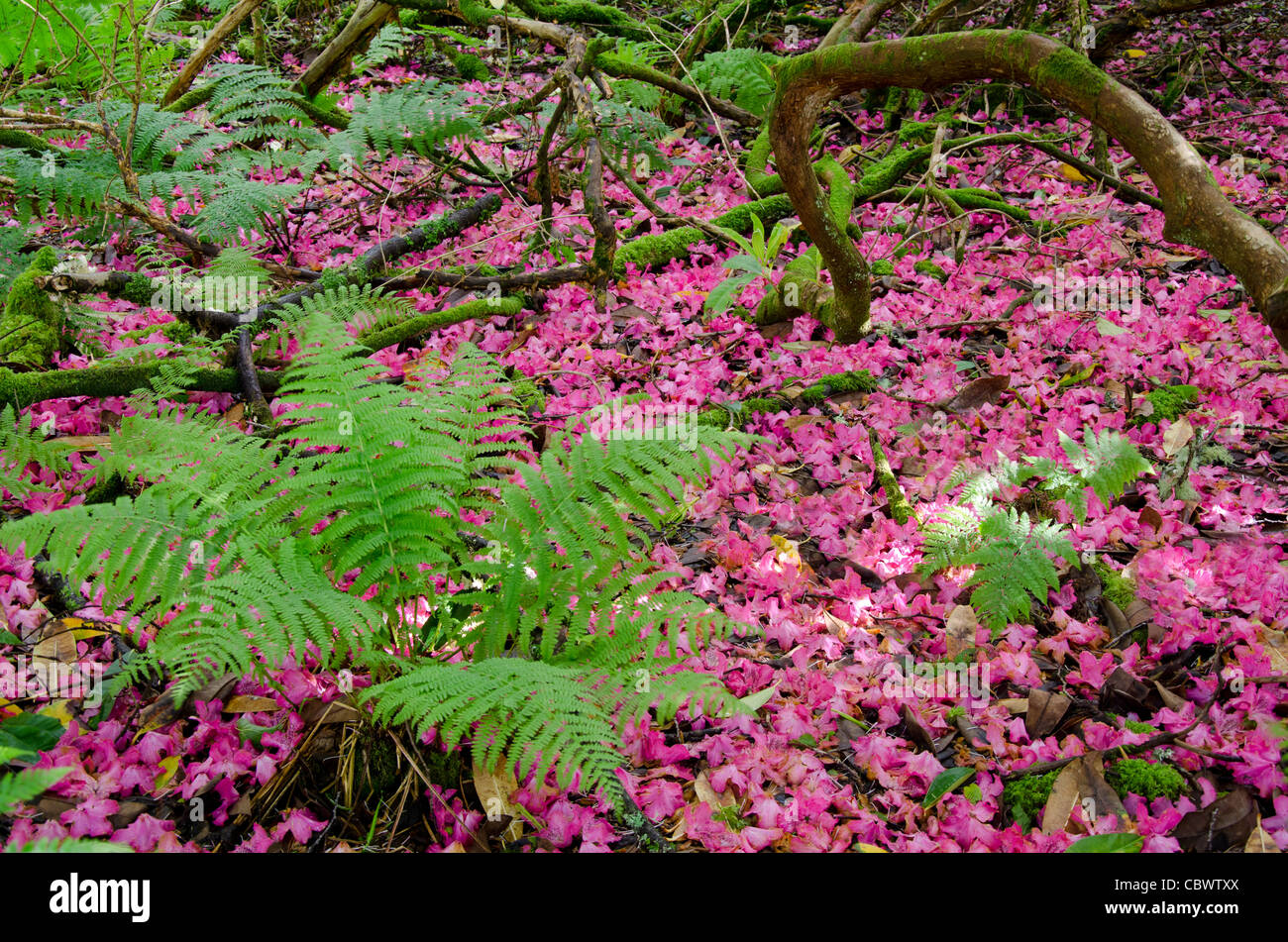 Scotland, Inner Hebrides, Isle of Skye. Armadale Castle Gardens. Forest