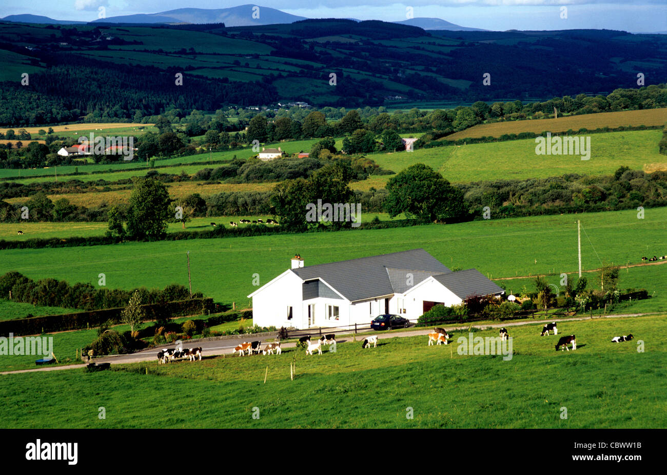 A modern Irish farm house with live stock in the 'Golden Vale ' of Tipperary- Ireland Stock Photo