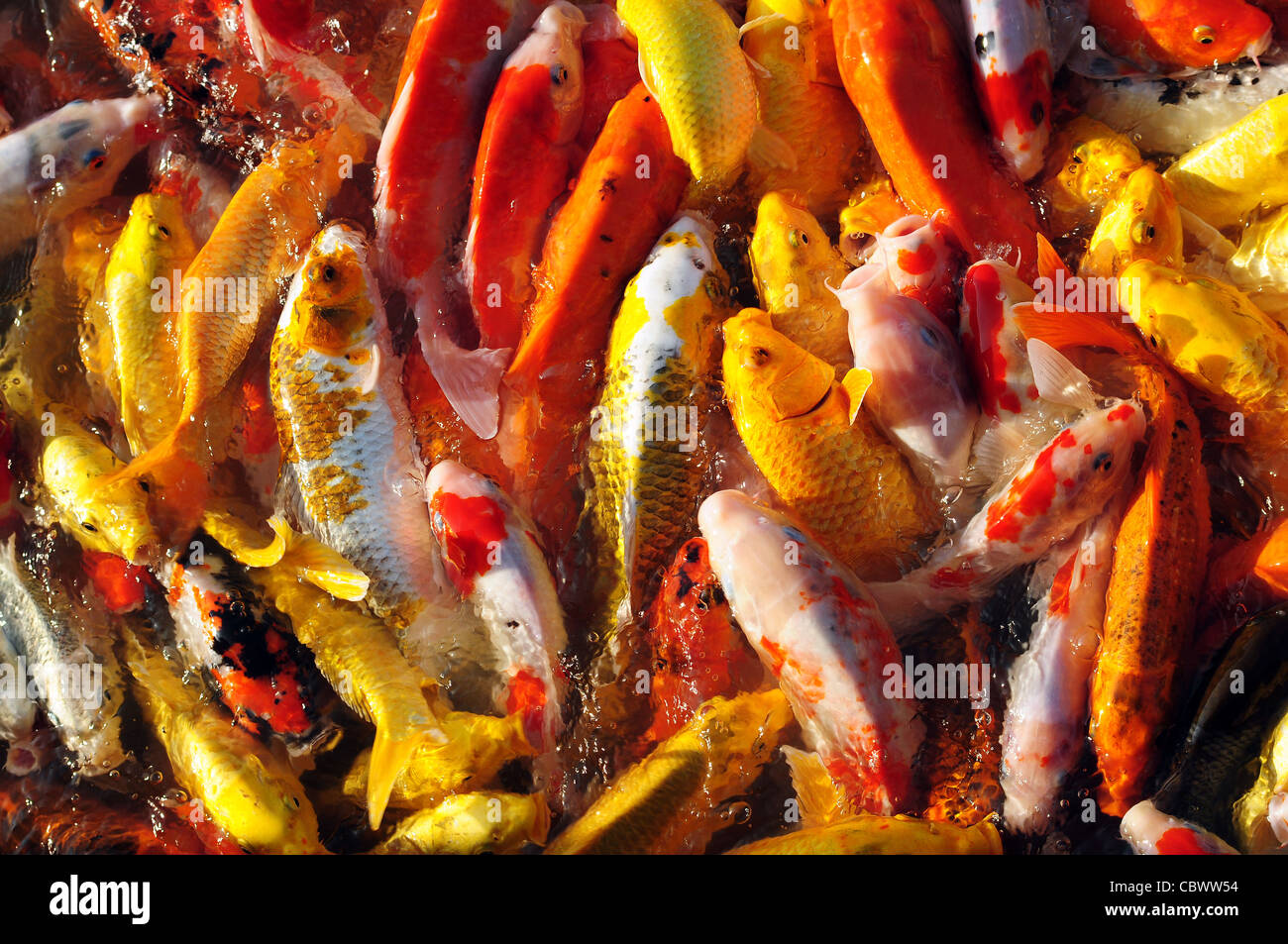 animal koi carp beautiful scale colorful color water fish biology aquarium aquatic domestic