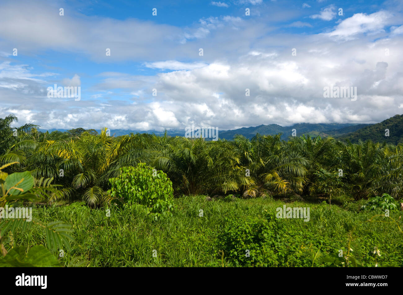 Palm oil plantation hi-res stock photography and images - Alamy