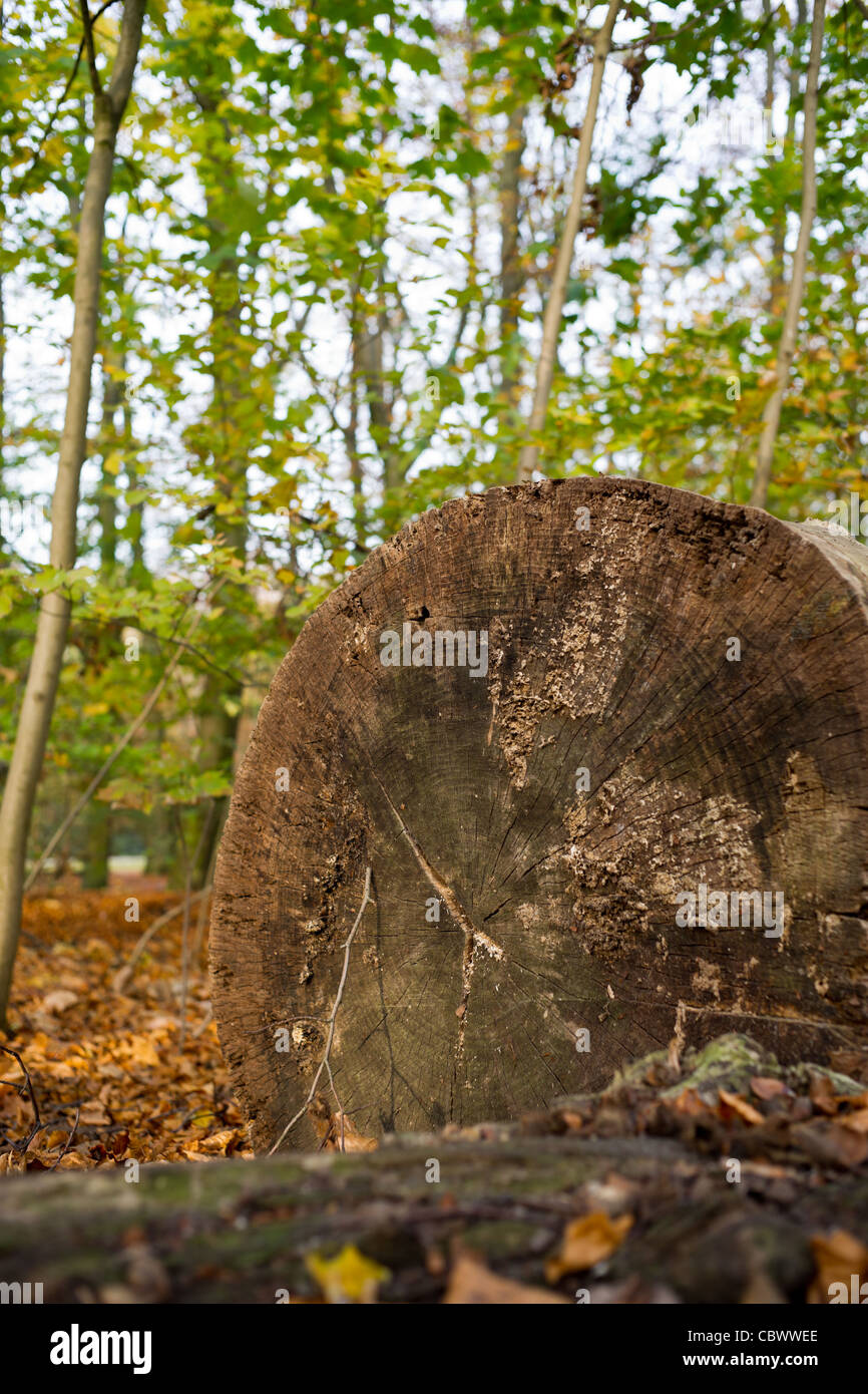 Tree Trunk Forrest Tree trunk in a forrest Stock Photo - Alamy