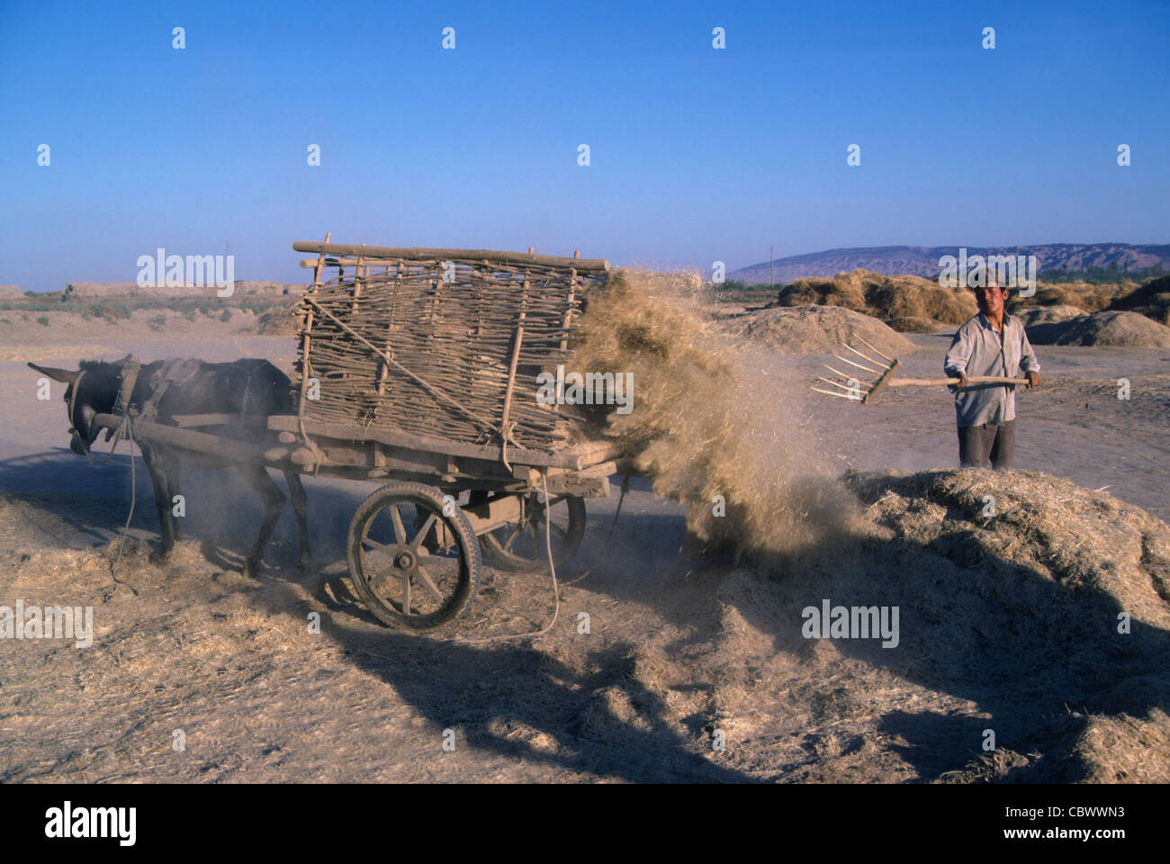 Farmer loading donkey cart with chaff Xinjiang China Stock Photo