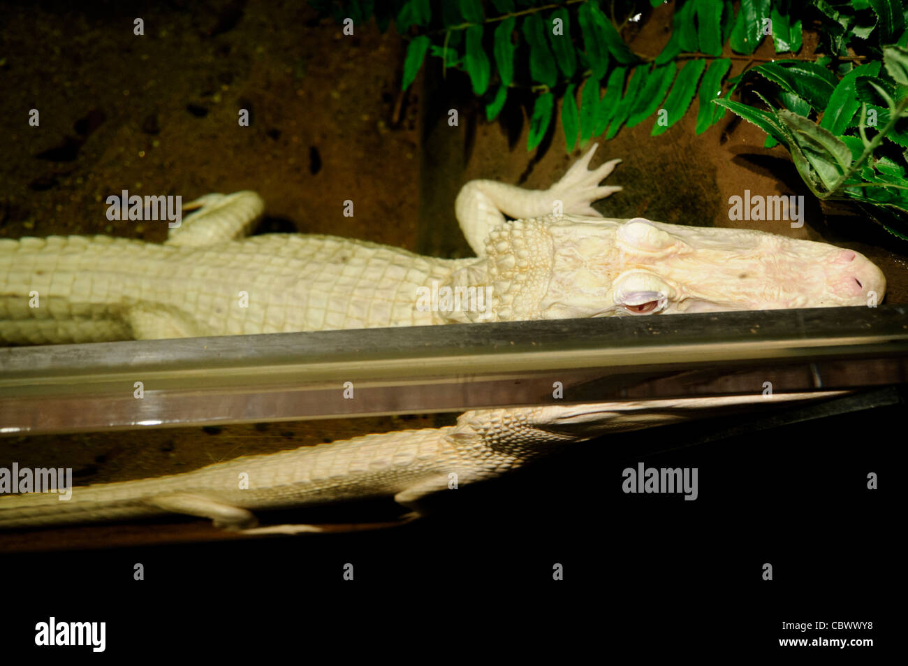 WASHINGTON DC, USA - A rare albino alligator named Oleander on display at the National Aquarium in downtown Washington DC in late-2011 as part of the Secrets of the Swamp special exhibit. The National Aquarium is in the basement of the Department of Commerce Building, where it has been housed since 1932. Much smaller and less well known than its affiliated facility in Baltimore, Washington's National Aquarium consists of a series of tanks illustrated various types of marine environments, with special emphasis on the many marine sanctuaries in U.S. marine territory. NB: The aquarium closed in 2 Stock Photo