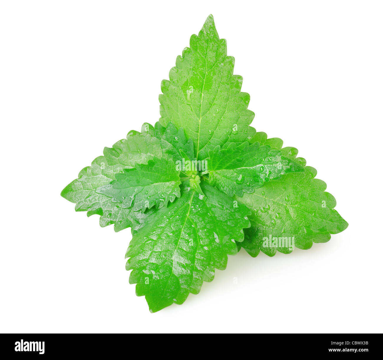 Green mint leaves isolated on white background Stock Photo