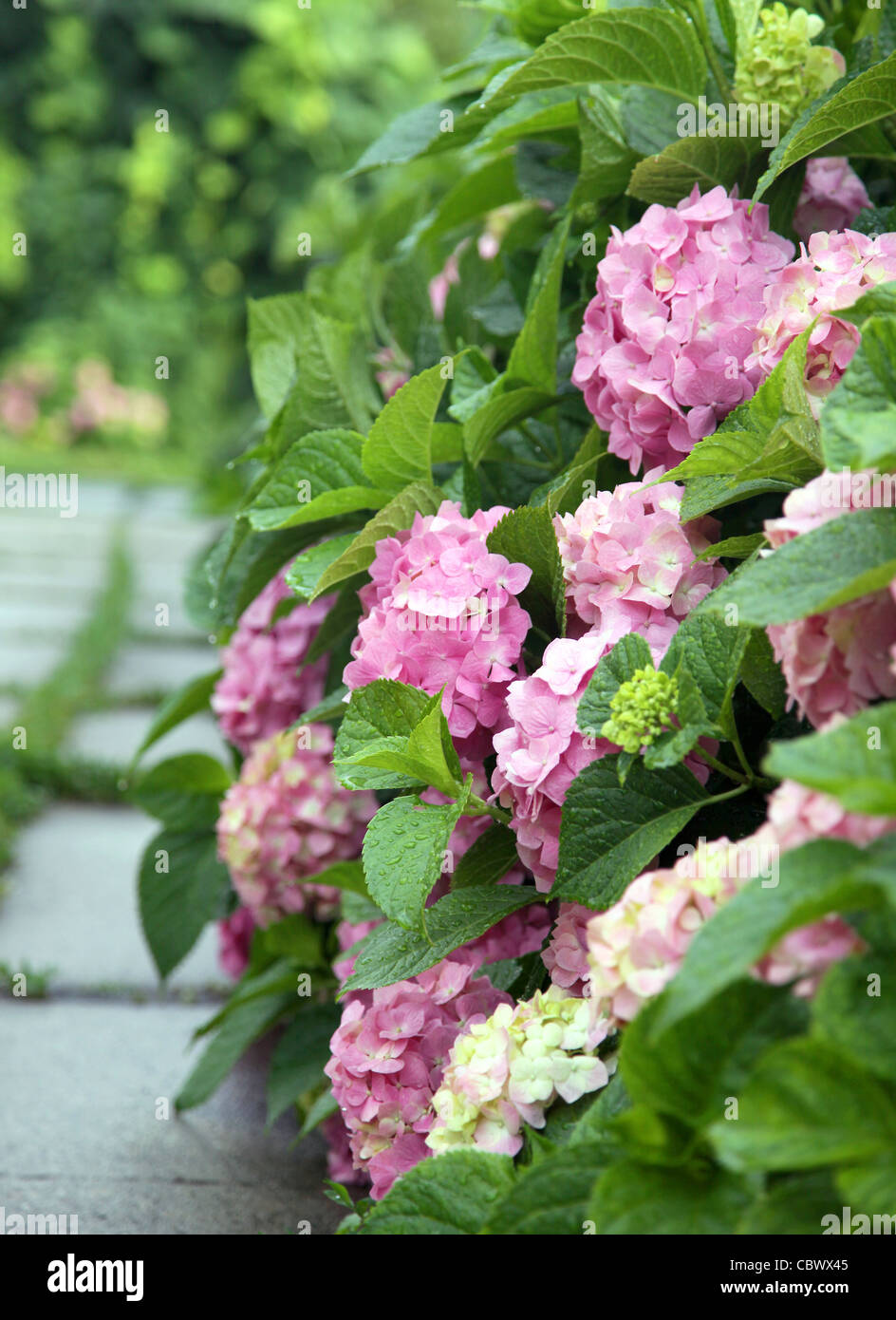 Flowers of Hydrangea Stock Photo - Alamy