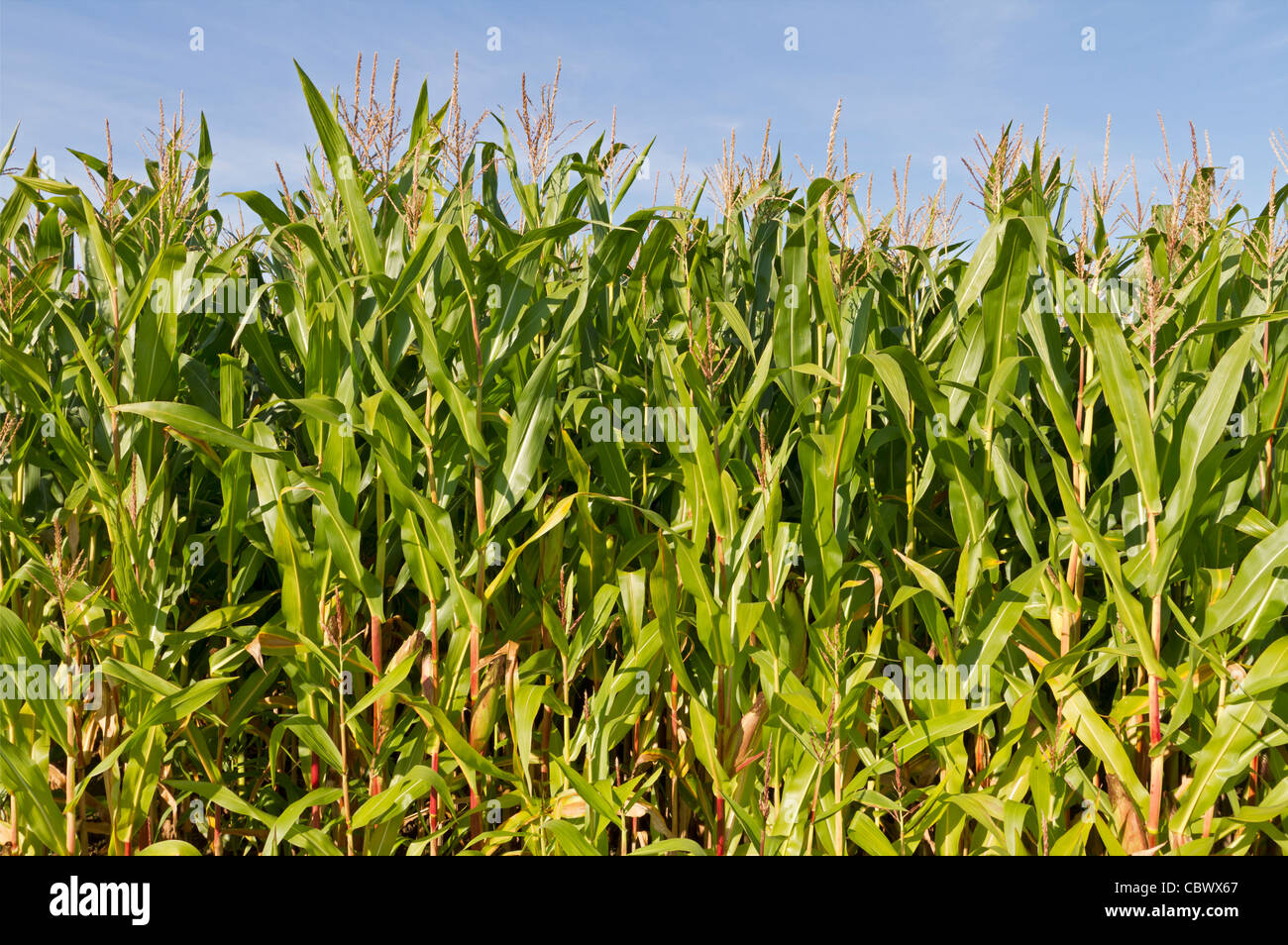 Maize field Stock Photo