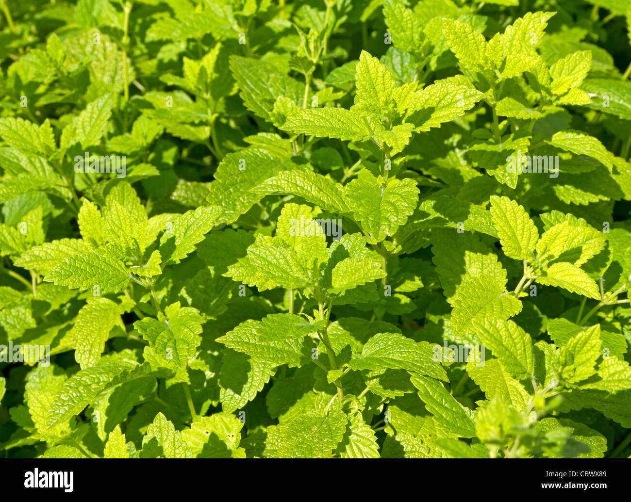 Lemon balm (Melissa officinalis) Stock Photo