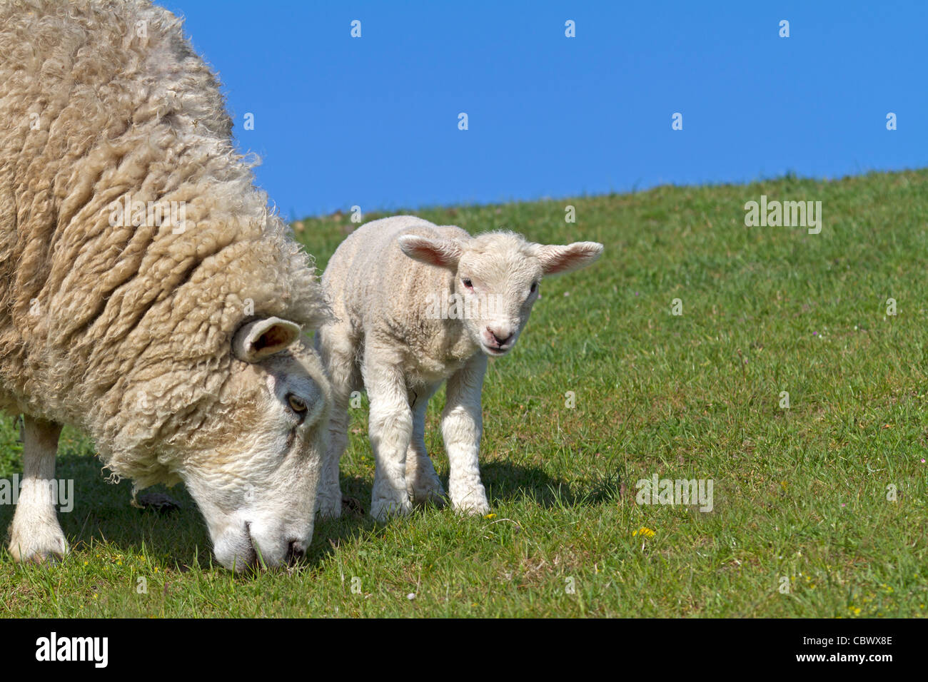 Domestic sheep (Ovis aries) Stock Photo