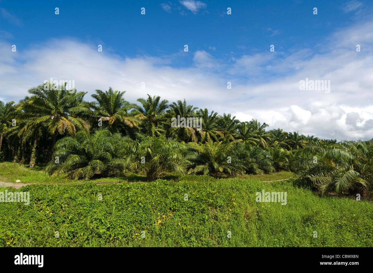 Palm Oil Plantation Puntarenas Province Costa Rica Stock Photo - Alamy