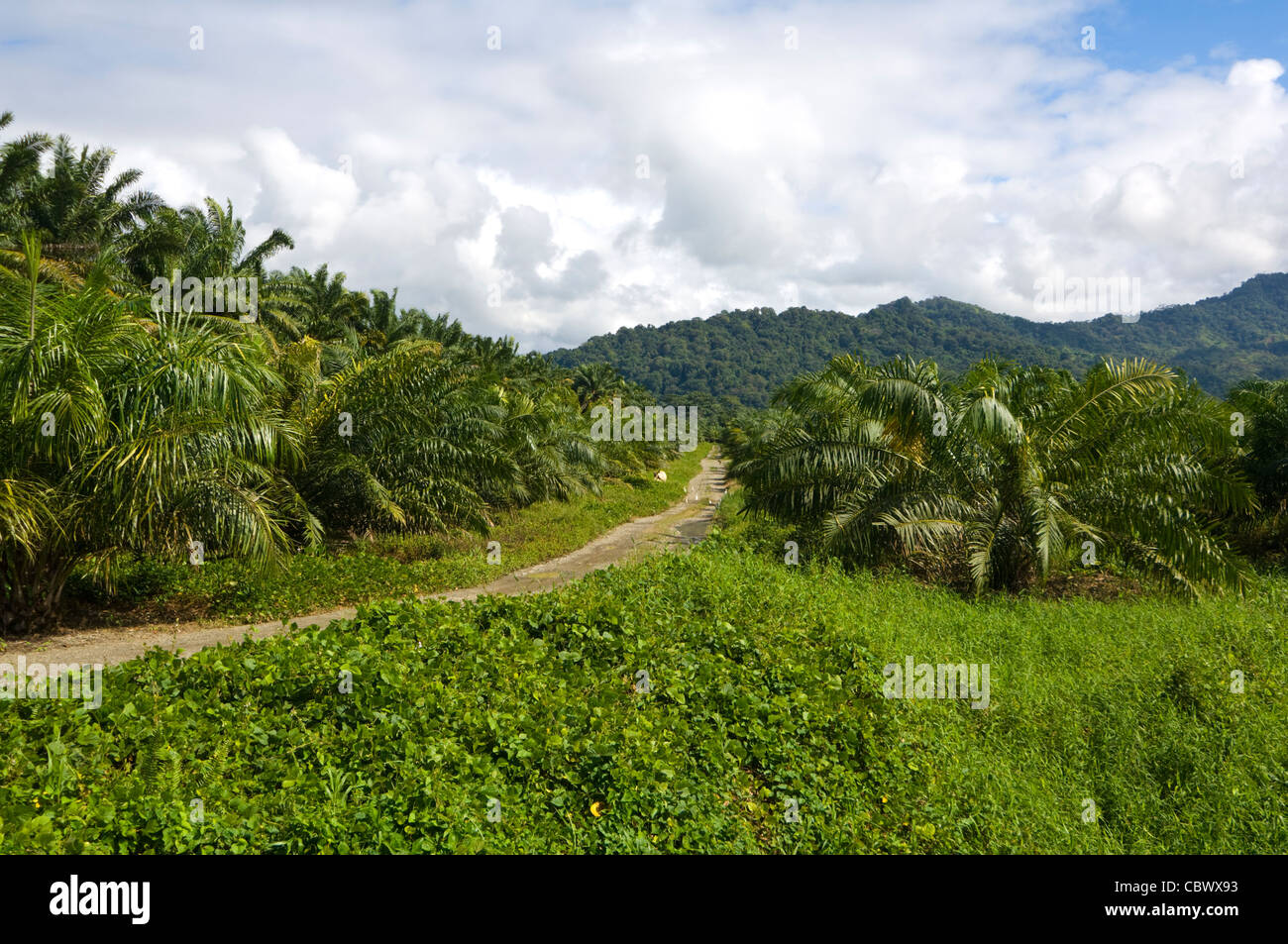 Palm Oil Plantation Puntarenas Province Costa Rica Stock Photo - Alamy