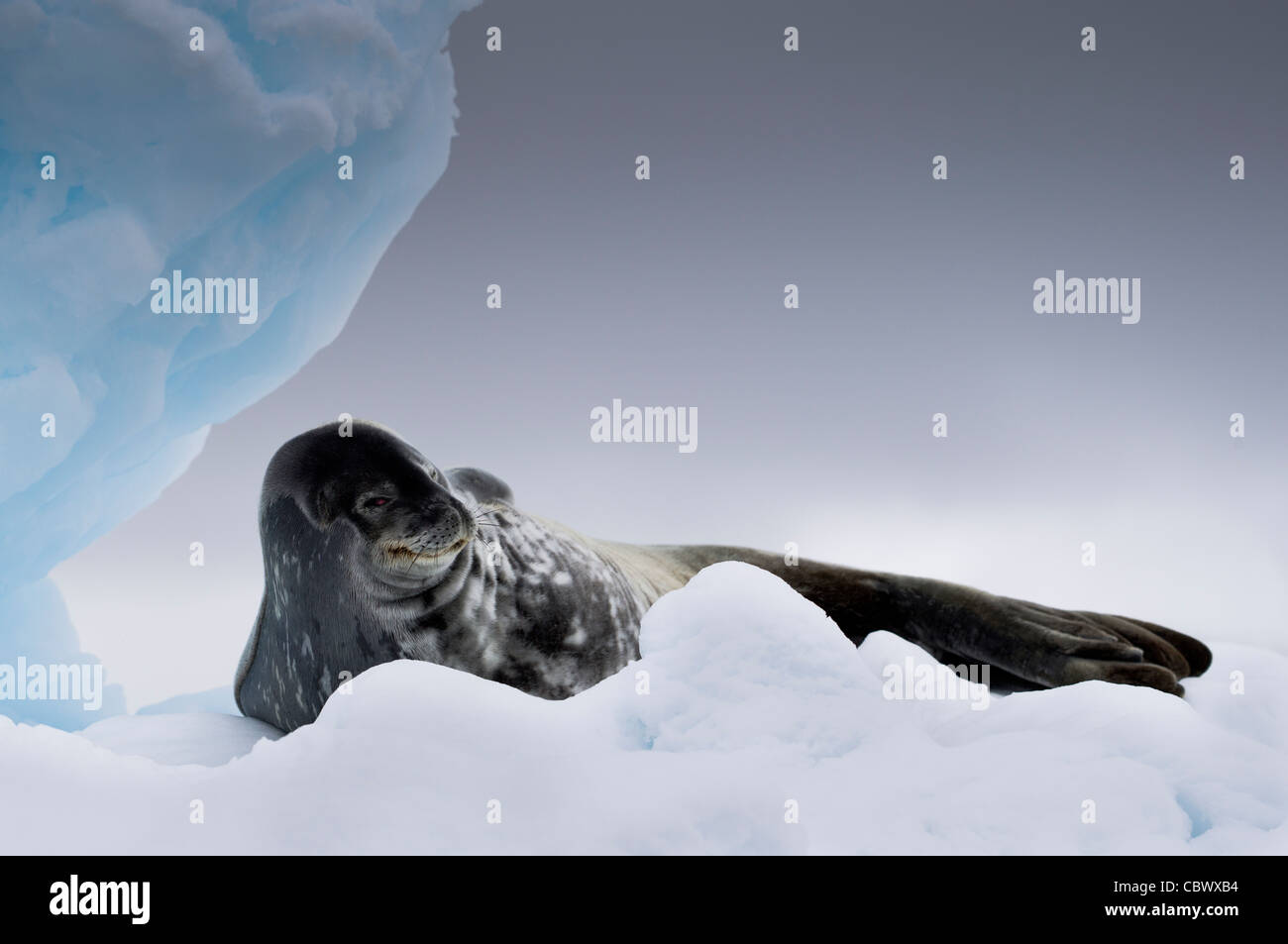 WEDDELL SEAL, WILHELMINA BAY, ANTARCTICA Stock Photo