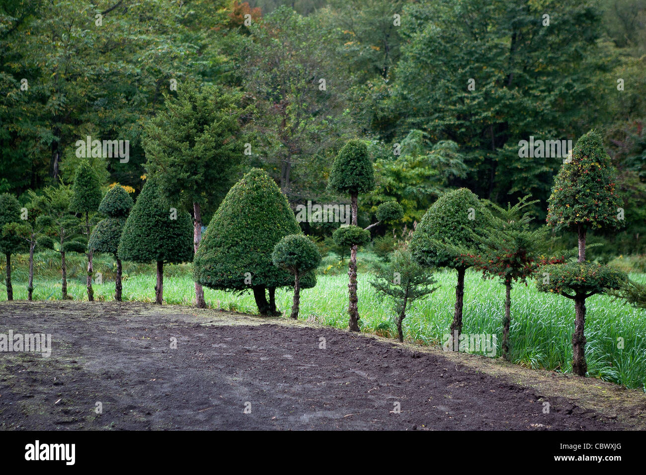 Japanese tree pines Stock Photo Alamy