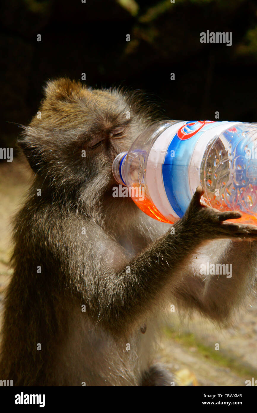 crab-eating macaque (Macaca fascicularis) drinking soda from discarded plastic bottle Stock Photo