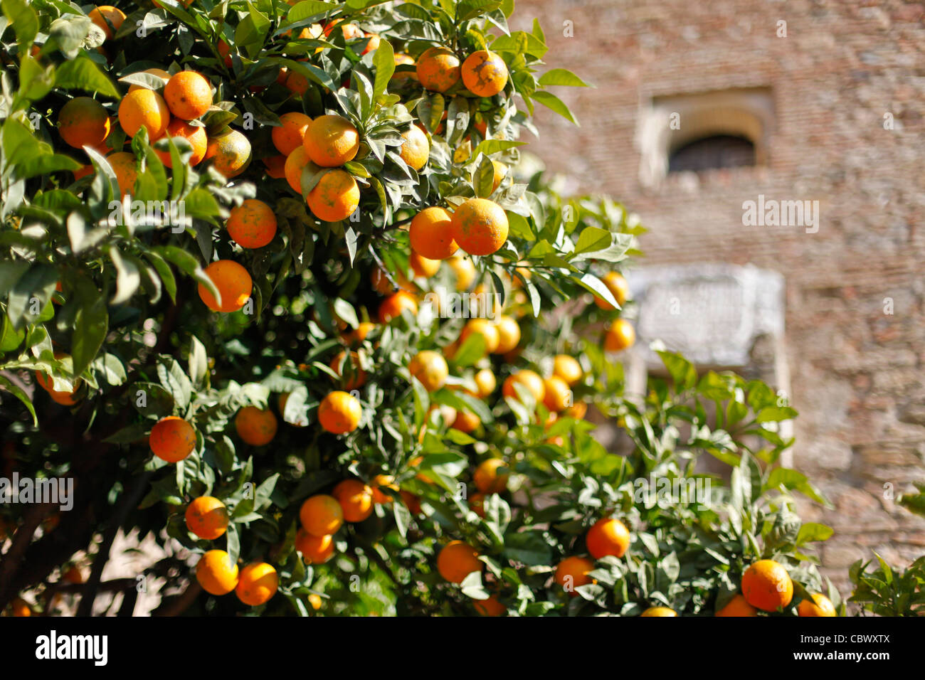 Orange trees in Alcazaba in Malaga, Spain Stock Photo