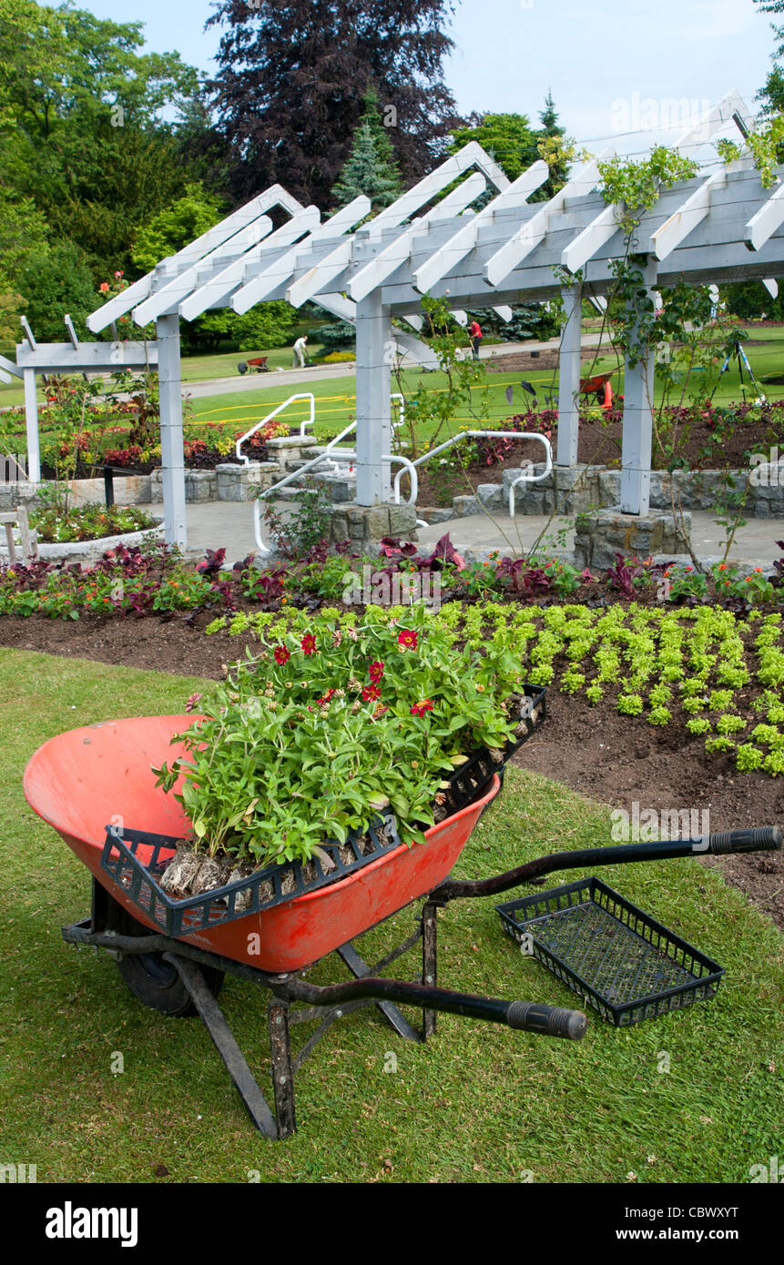 Wheelbarrow with plants in one of the gardens at Stanley Park