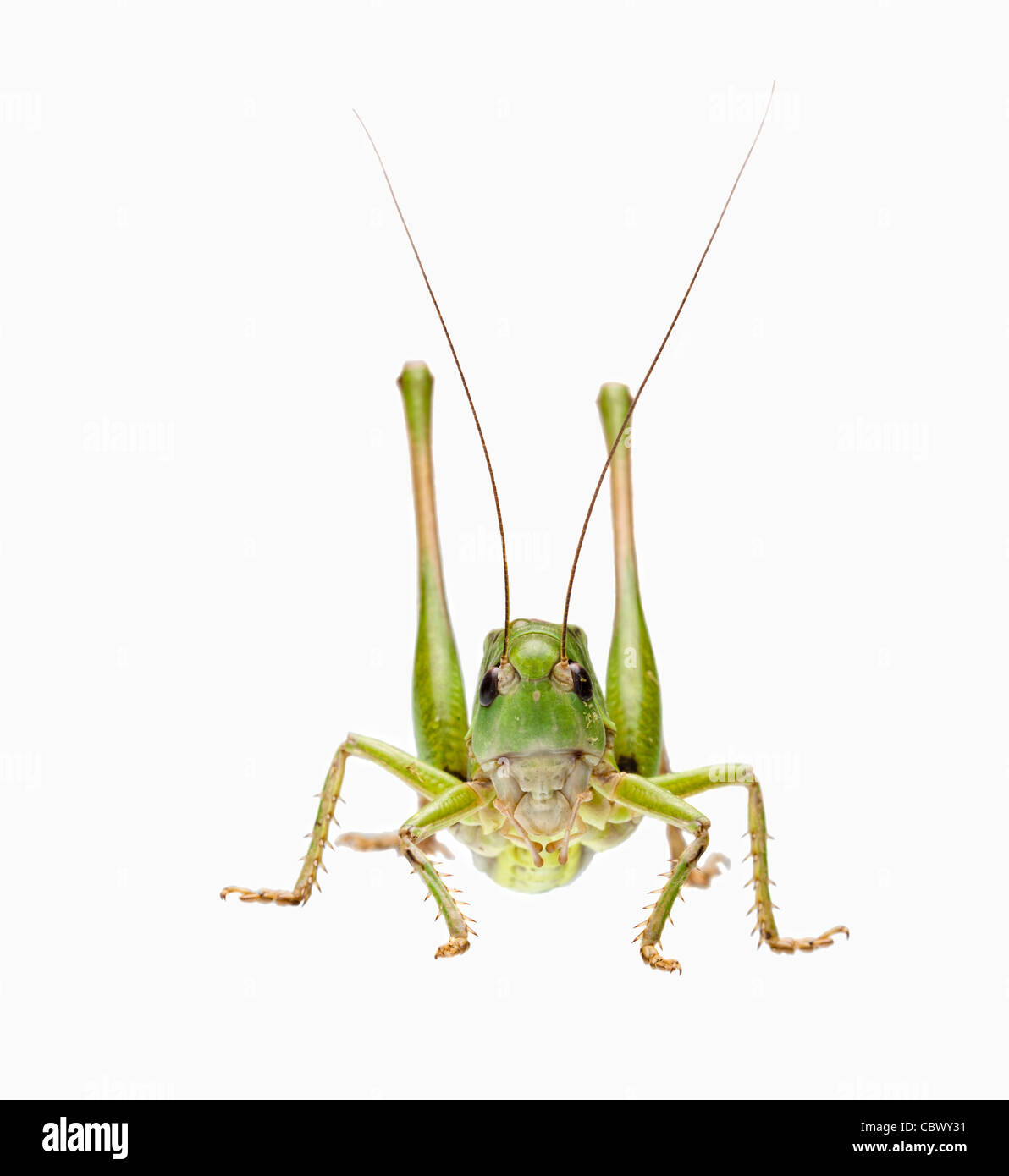 Jefferson Grasshopper Green with Shell White main image 1