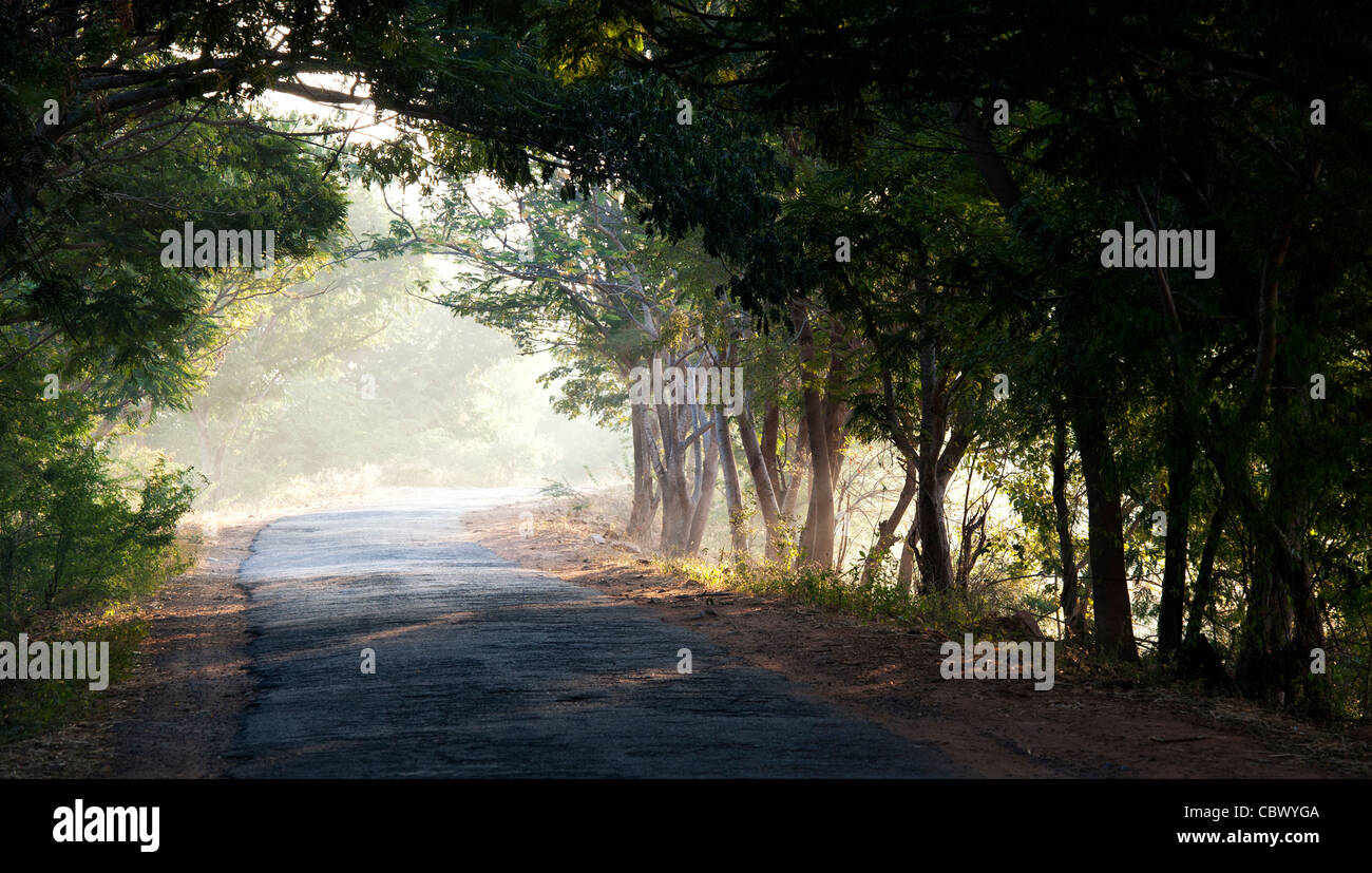 Tunnel of trees in the Indian countryside. Andhra Pradesh, India Stock