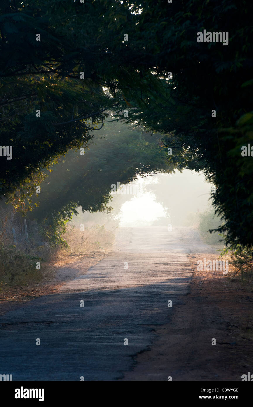 Tunnel of trees in the Indian countryside. Andhra Pradesh, India Stock Photo