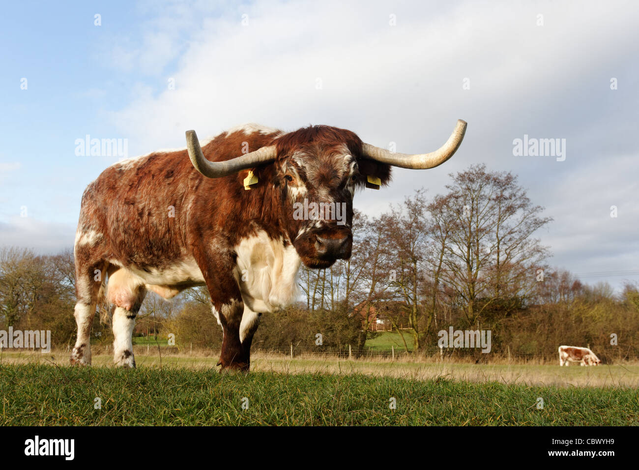 Longhorn cattle, Bordsley Abbey, Redditch, Worcestershire, December 2011 Stock Photo