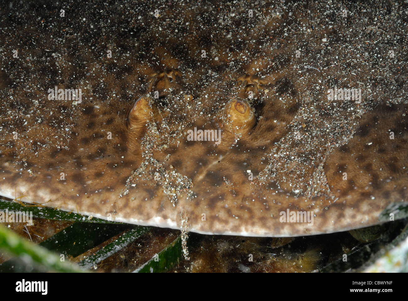 Torpedinidae hires stock photography and images Alamy