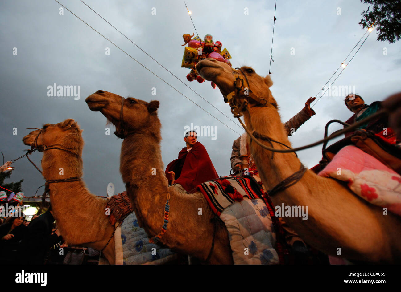 Israeli Arab Christians riding camels taking part in the traditional