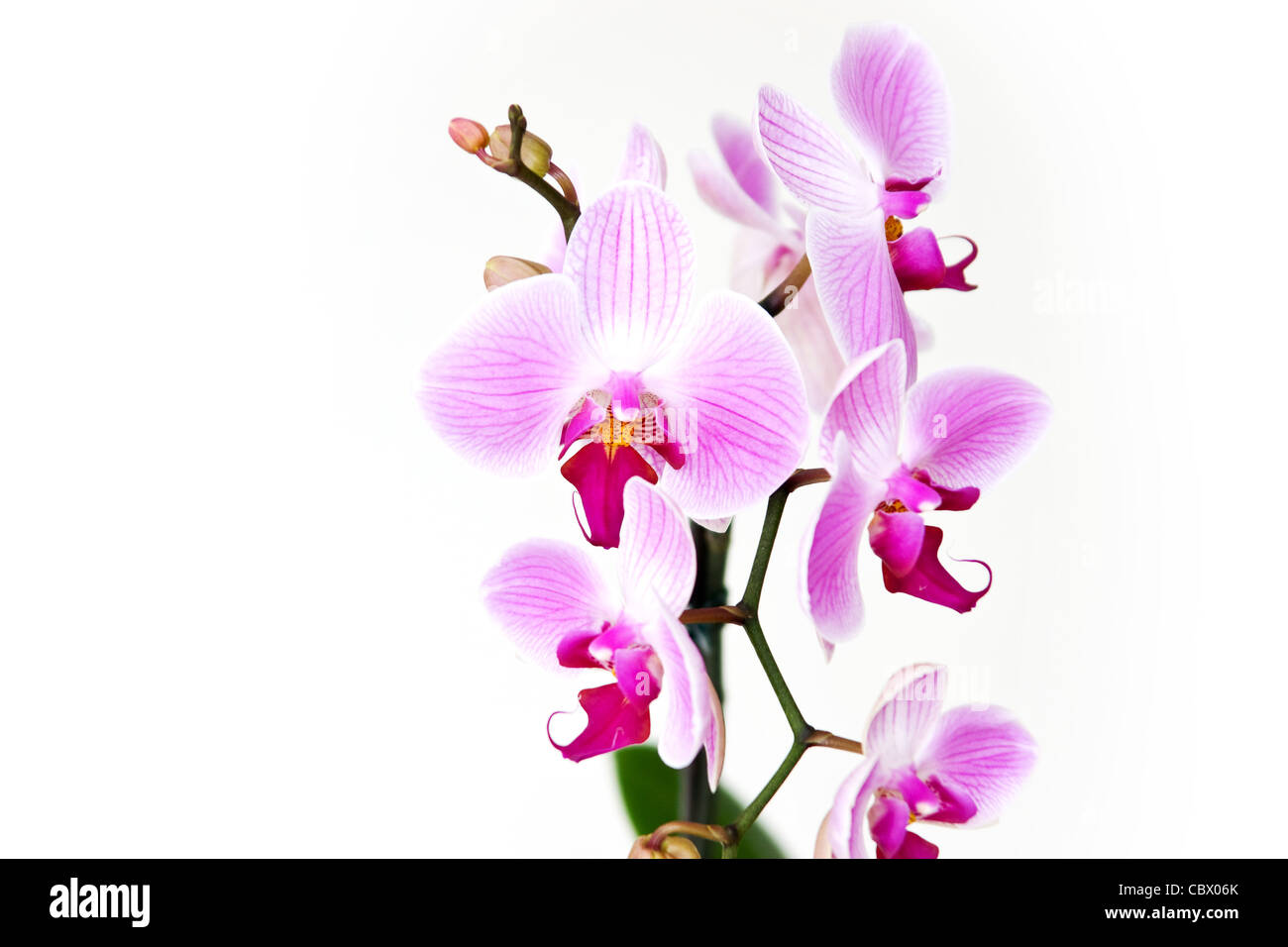 Pink orchid isolated on a white background Stock Photo - Alamy