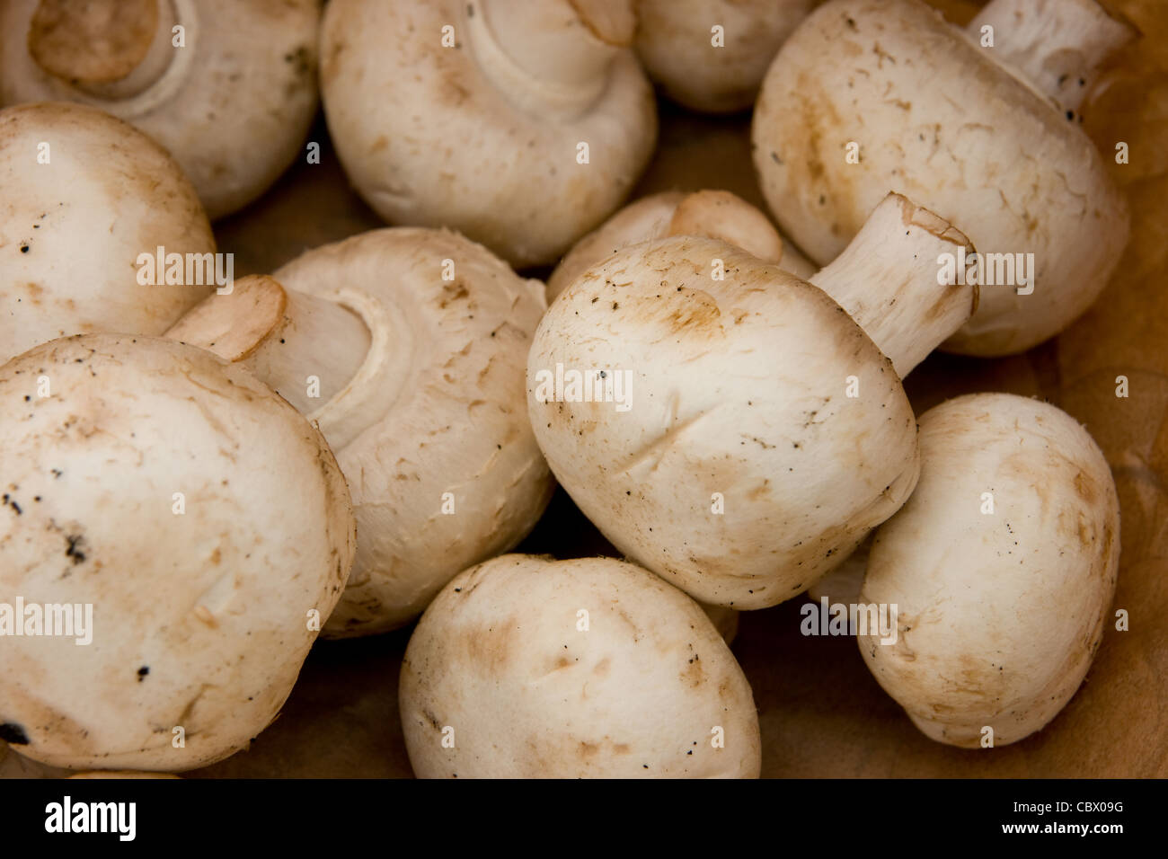 Champignons in a bag Stock Photo