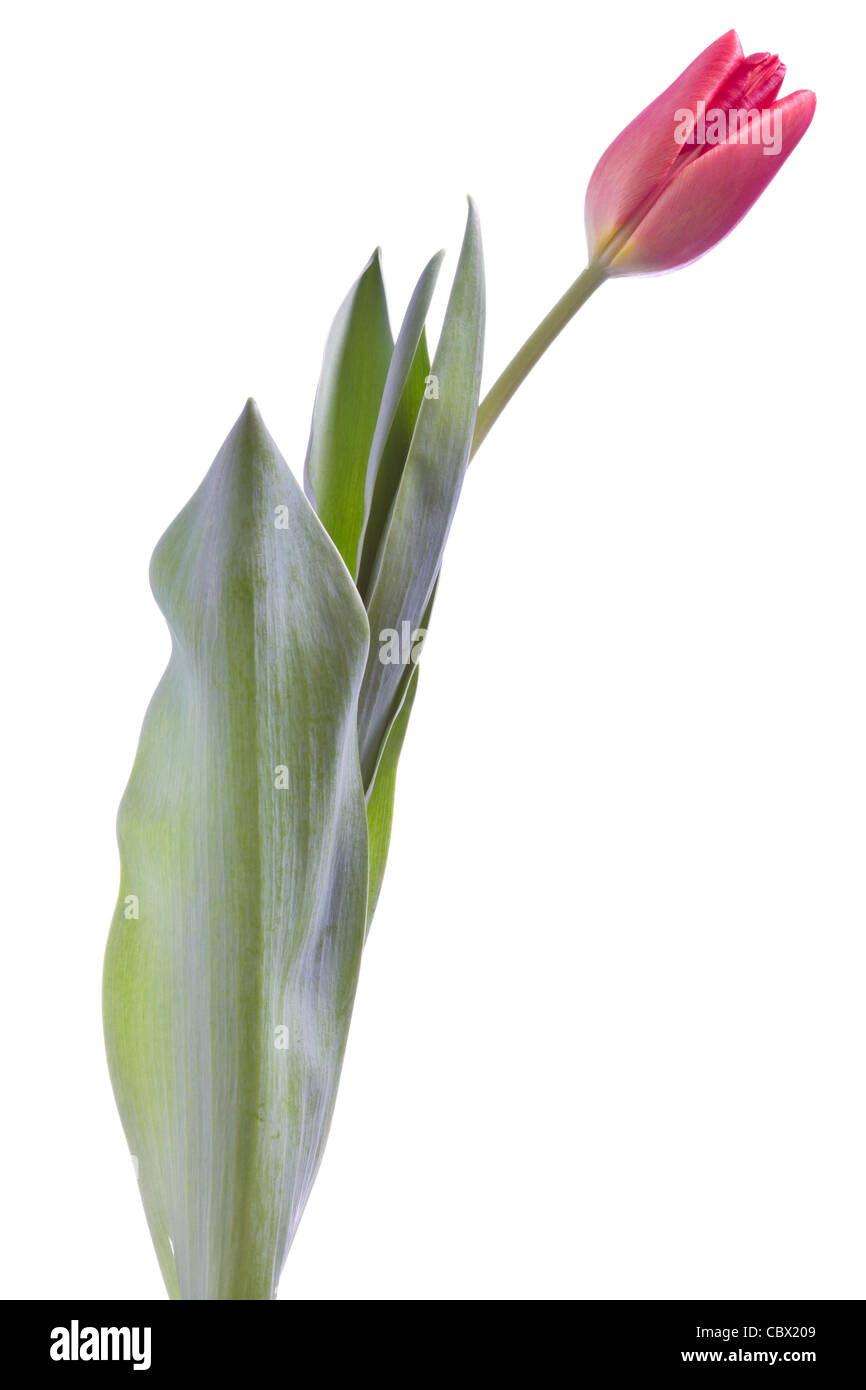 beautiful tulip flower isolated on white background Stock Photo - Alamy
