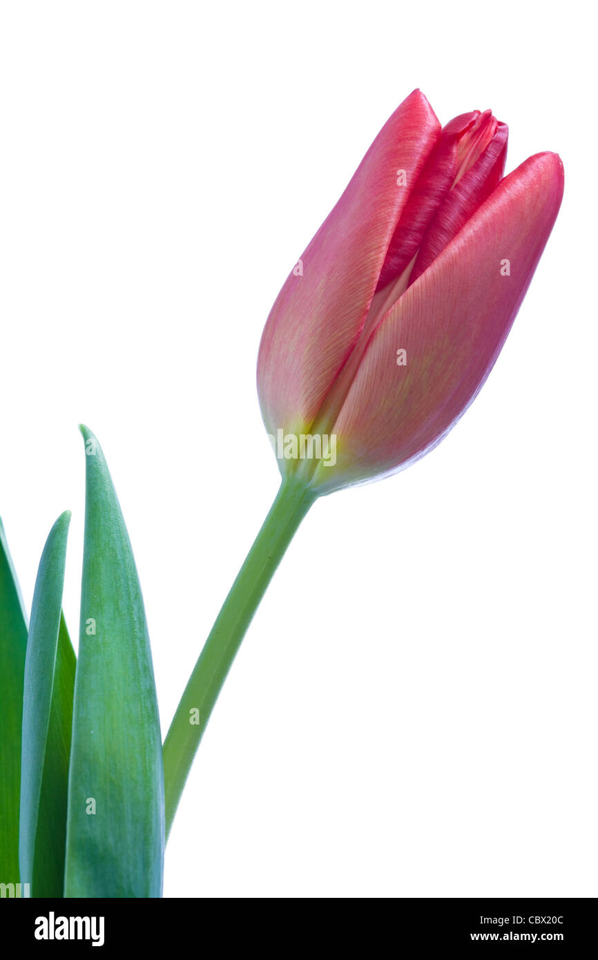 beautiful tulip flower isolated on white background Stock Photo - Alamy