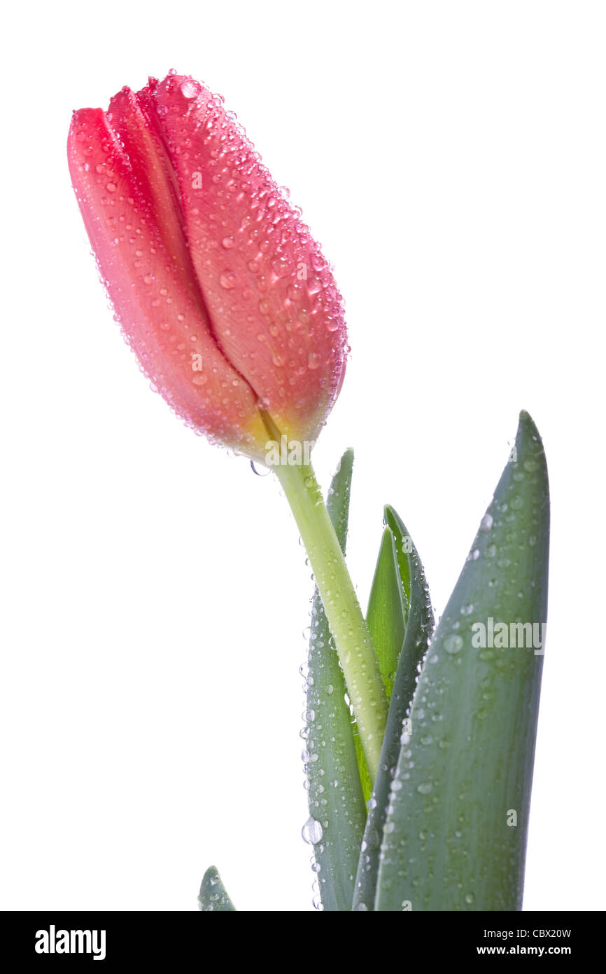 beautiful tulip flower isolated on white background Stock Photo - Alamy