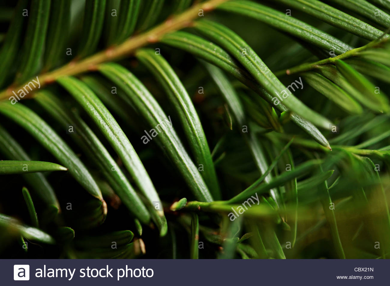 Needle Shaped Leaves Stock Photos & Needle Shaped Leaves Stock Images