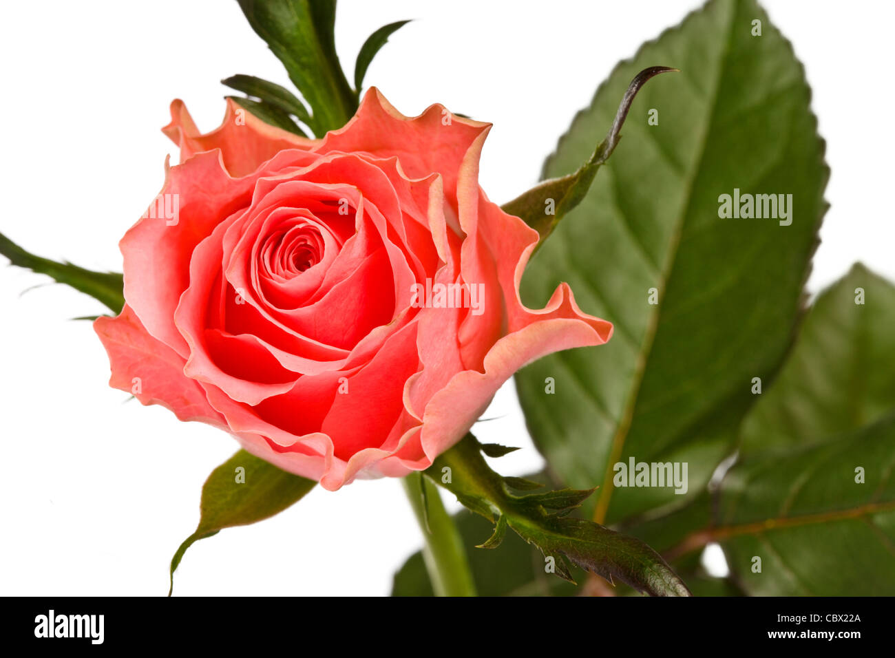 beautiful pink rose flower isolated on white background Stock Photo - Alamy