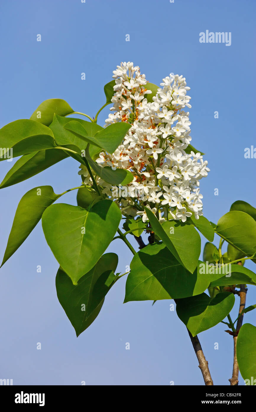 flower of white lilac in sunny spring day Stock Photo